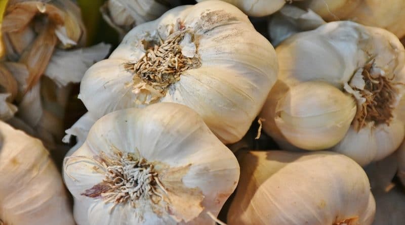 Британские ученые обнаружили уникальные свойства чеснока. Главное - правильно его приготовить 09052018 Здоровье и красота: Британские ученые обнаружили уникальные свойства чеснока. Главное - правильно его приготовить