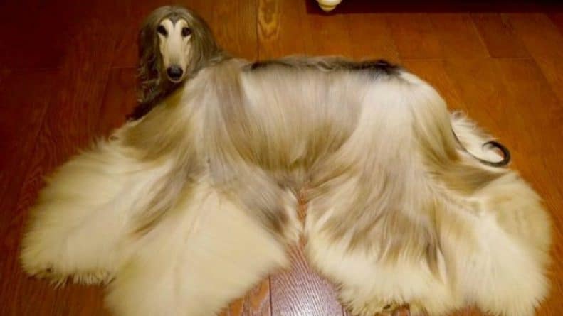 Популярное: Познакомьтесь с самой стильной собакой в мире, на прическу которой ежемесячно тратят £525