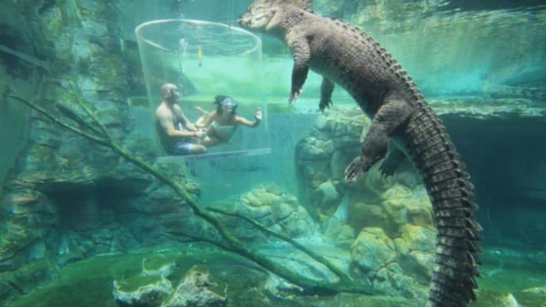 Общество: "Я была в шоке!": мужчина сделал предложение своей девушке в компании гигантских крокодилов
