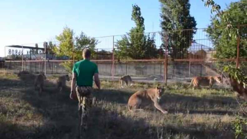 Видео: Видео, как смотритель зоопарка использовал свой "волшебный тапок", чтобы разнять драку львов