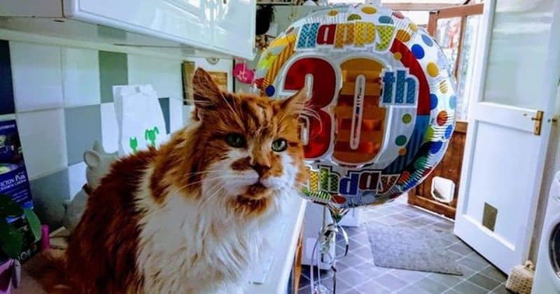 Популярное: Старейший кот в мире из Британии отпраздновал свое 30-летие с угощениями и чашкой молока