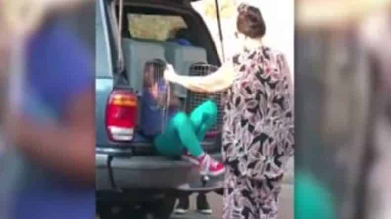 Происшествия: Шокирующее видео, на котором бабушка вытаскивает двоих внуков из переноски для животных, находящихся в багажнике машины