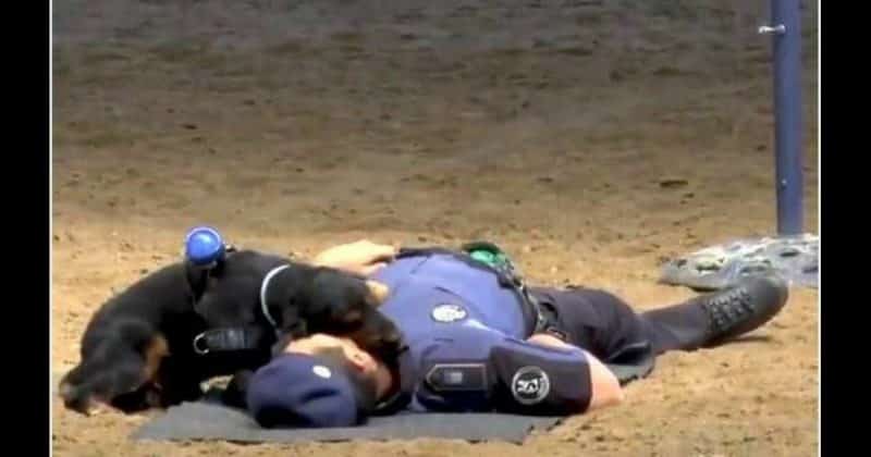 Популярное: Видео: собака сделала искусственное дыхание полицейскому, который потерял сознание