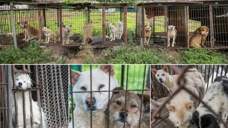 В мире: Приятного аппетита! В Южной Корее защитники животных спасли 50 собак от участи быть съеденными