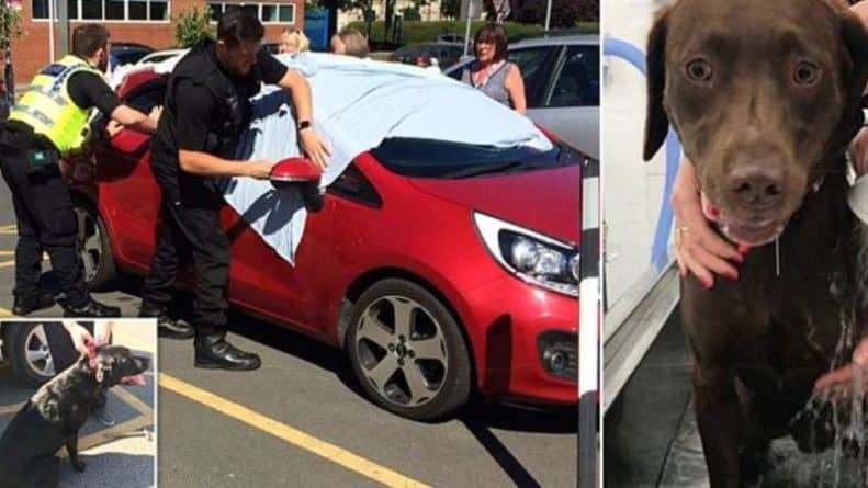 Популярное: Полицейским пришлось выбить окно машины, чтобы освободить двух изнемогающих от жары собак