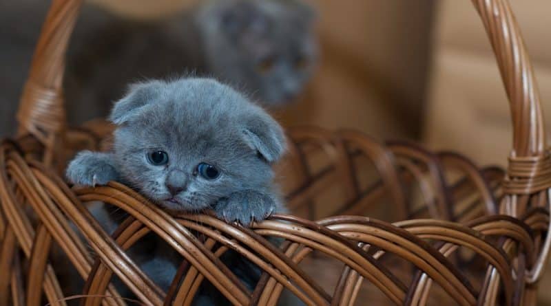 Общество: Владельцы кошек теперь могут получить штраф в £500 за то, что не снабжают чипом своего питомца