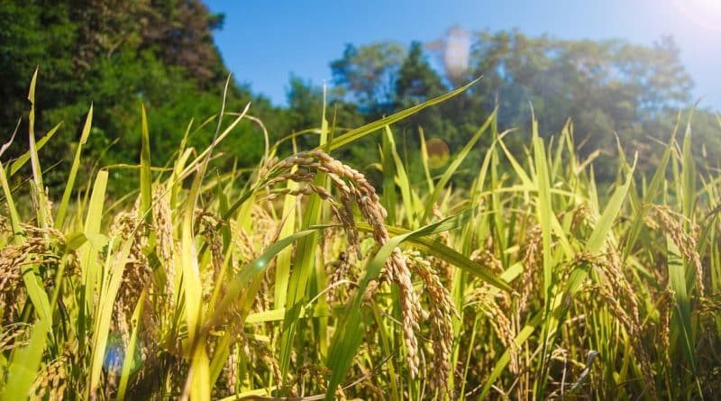 В мире: Кризис, к которому приведет повышение уровня углекислого газа