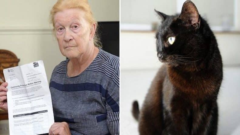 Общество: Лучше бы преступников ловили – пенсионерка критикует полицию, угрожающую ей штрафом за уход за котом