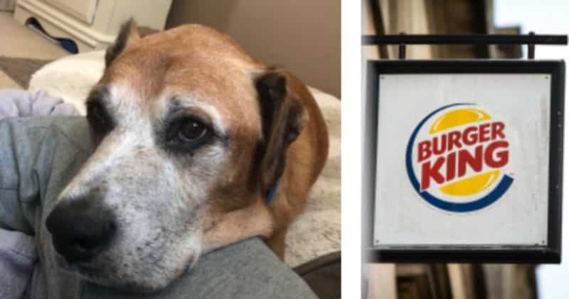 Общество: Burger King обеспечил неизлечимо больную собаку бесплатными чизбургерами до конца ее жизни