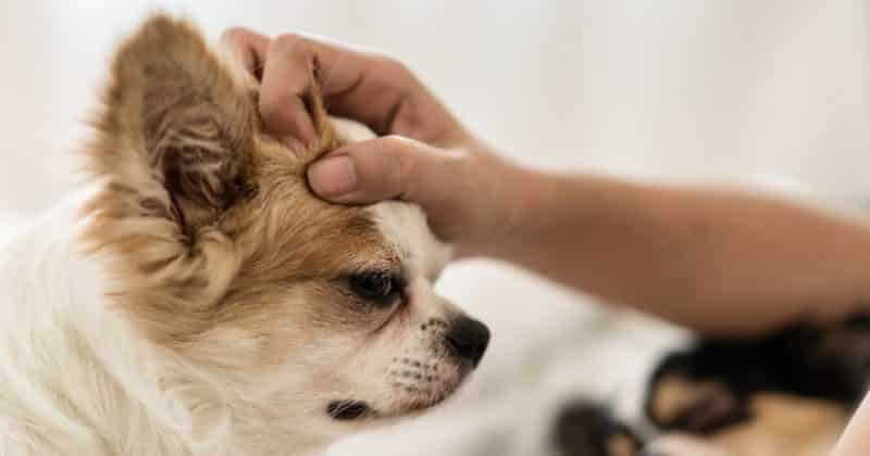 Общество: Почему вы никогда не должны гладить собаку по голове, и как правильно "здороваться" с чужим питомцем