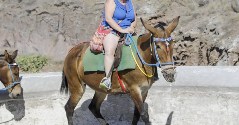 Общество: Толстые британские туристы калечат ослов во время отпуска в Греции