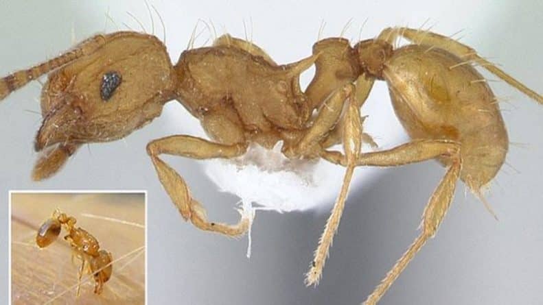 Общество: Инвазия малых огненных муравьев. В Британии нашли насекомых, приводящих к замыканиям и пожарам