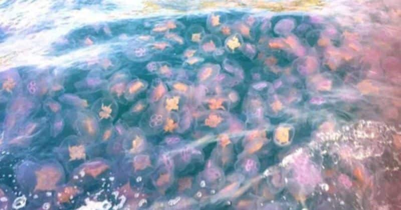 Общество: Тысячи медуз превратили британские побережья в разноцветное чудо
