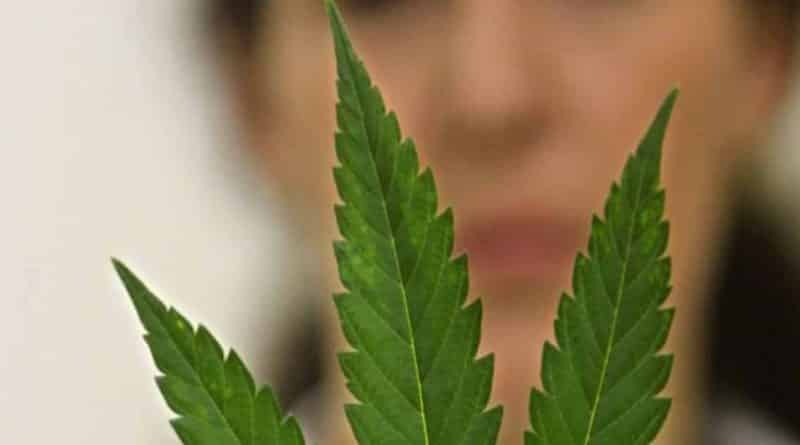 Здоровье и красота: Конопля по рецепту: NHS получит право выписывать рецепты на медицинский каннабис