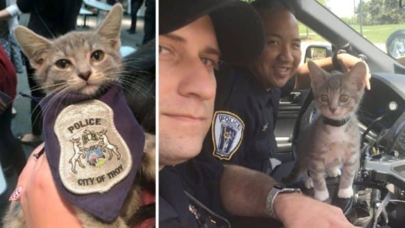 Общество: Пончик принял присягу служить обществу и стал первым официальным котом-полицейским
