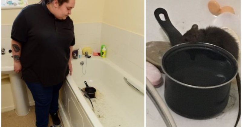 Общество: К девушке с живой крысой в ванной городской совет пришлет рабочих только через неделю