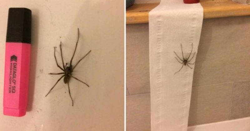 Лайфхаки и советы: Огромные пауки уже готовятся атаковать ваш дом для зимовки, как вы можете предотвратить это?