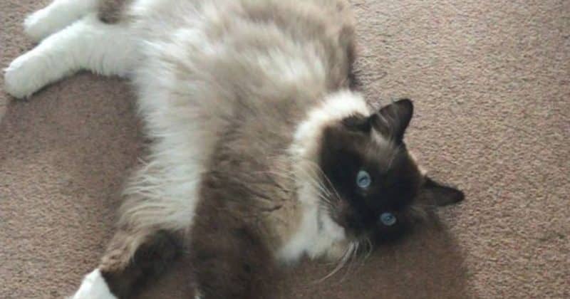 Общество: PETA предложила вознаграждение в £1500 за поимку убийцы кошек в Мерсисайде
