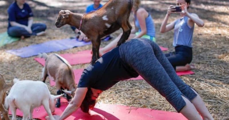 Досуг: В Ноттингемшире появится йога с козами: что нужно знать о новом фитнес-тренде?