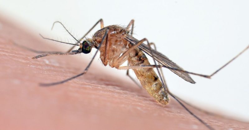 Здоровье и красота: Что делать, если вас укусило насекомое и в каких случая вызывать скорую помощь?
