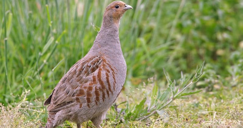 Популярное: Защитники природы Ноттингемшира бьют тревогу: гнезда птиц с птенчиками давят бульдозерами на стройплощадках