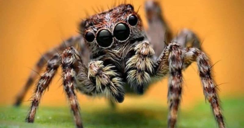 Общество: Эти пауки запросто прыгают на высоту до 6 футов, и они уже в Британии