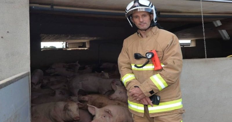Общество: В Северной Ирландии спасли больше 70 свиней, упавших в резервуар для навозной жижи