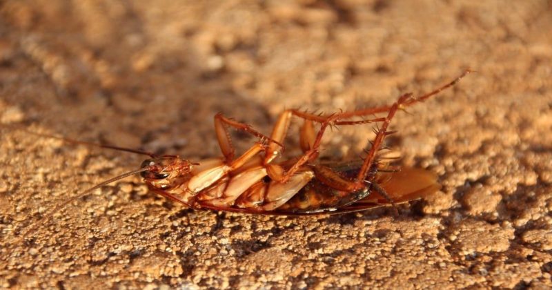 Лайфхаки и советы: Как избавиться от тараканов быстро, просто и навсегда