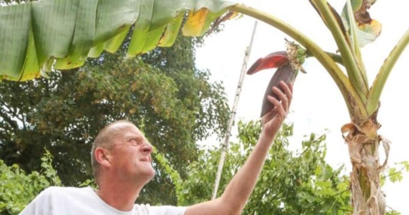 Общество: Благодаря необычайной жаре жителю Клифтона удалось вырастить в саду бананы