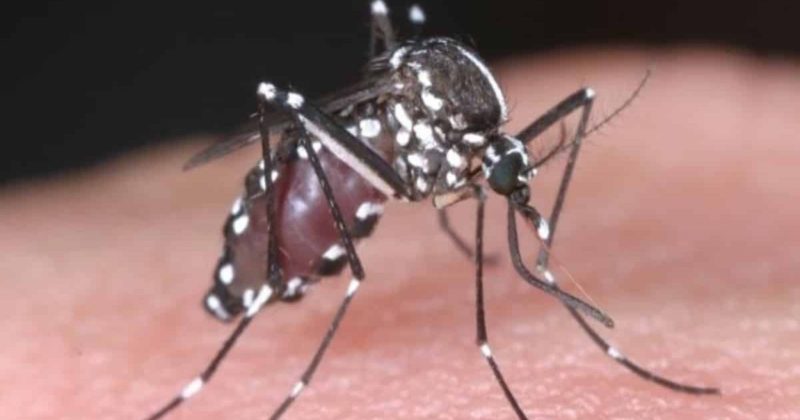 Здоровье и красота: В Британии появились комары, переносящие смертельную лихорадку Западного Нила