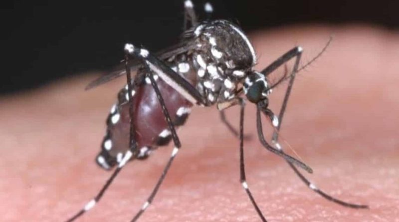 Здоровье и красота: В Британии появились комары, переносящие смертельную лихорадку Западного Нила