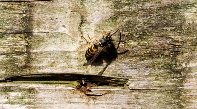 Здоровье и красота: Что делать, если на вас напал рой ос