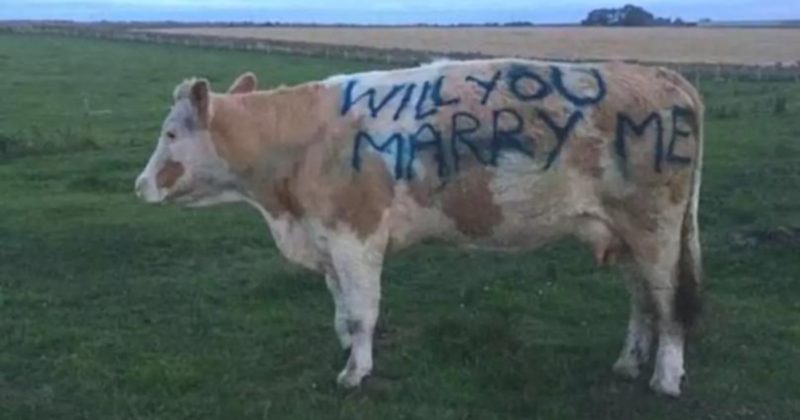 Общество: Парень сделал предложение девушке... на корове