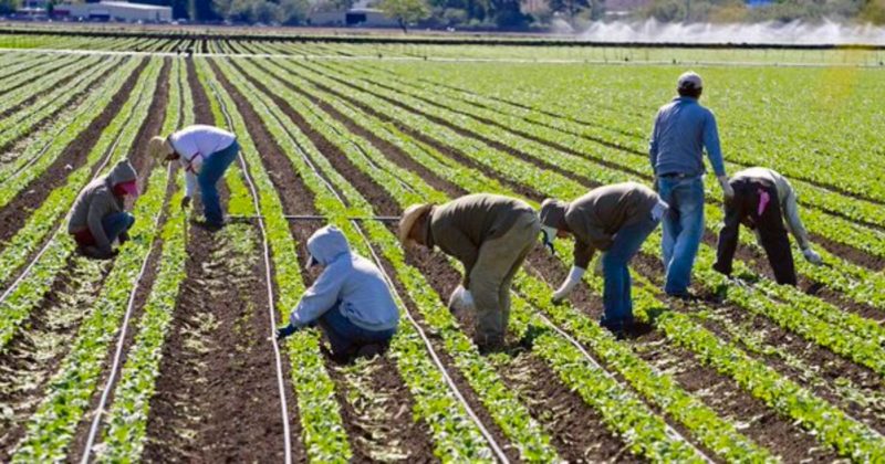 Общество: Британские фермеры бьют тревогу: правительство не пускает мигрантов собирать урожай