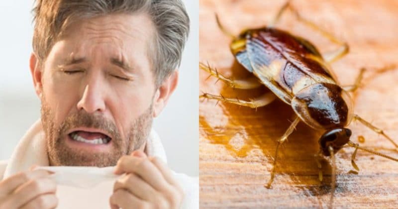 Здоровье и красота: А вы знали, что кашель и другие симптомы простуды могут означать, что в вашем доме тараканы?