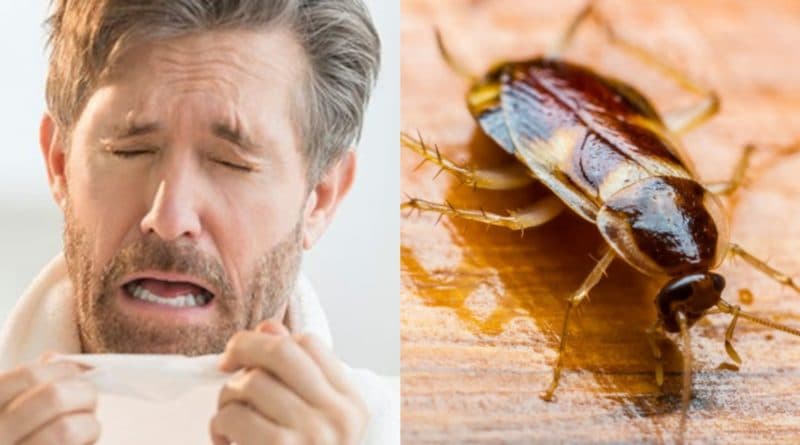 А вы знали, что кашель и другие симптомы простуды могут означать, что в вашем доме тараканы? 30092018 Здоровье и красота: А вы знали, что кашель и другие симптомы простуды могут означать, что в вашем доме тараканы?