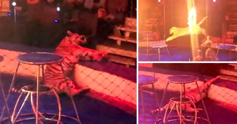 Популярное: Тигр бьется в конвульсиях в цирке после того, как его заставили прыгать через огненные кольца (видео)