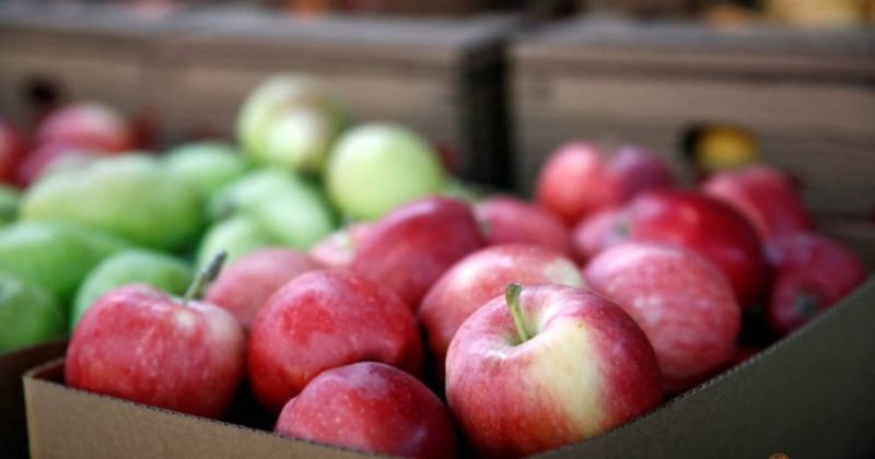Общество: Безопасно ли покупать фрукты? Женщина обнаружила иголку в яблоке, купив его для дочери