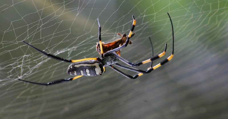 Лайфхаки и советы: Огромные пауки атакуют дома британцев: как защититься