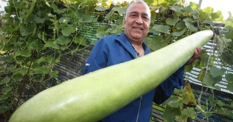 Общество: Карета для Золушки: садовник из Ноттингема вырастил гигантскую бутылочную тыкву