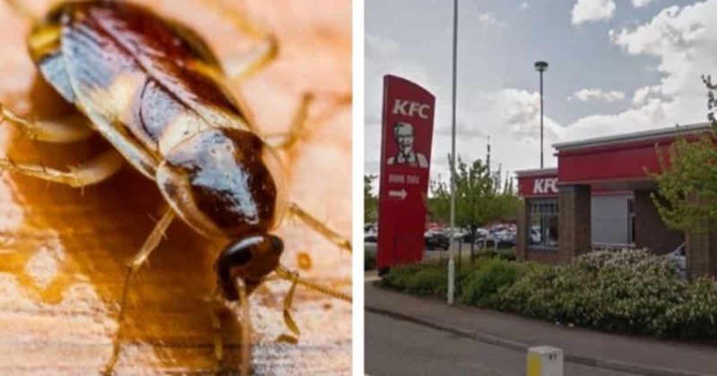 Общество: Самая отвратительная находка в фастфуде: обедавшая клиентка KFC вовремя заметила в буррито таракана