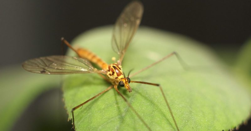 Общество: В домах Великобритании - нашествие гигантских длинноногих комаров: опасно ли это