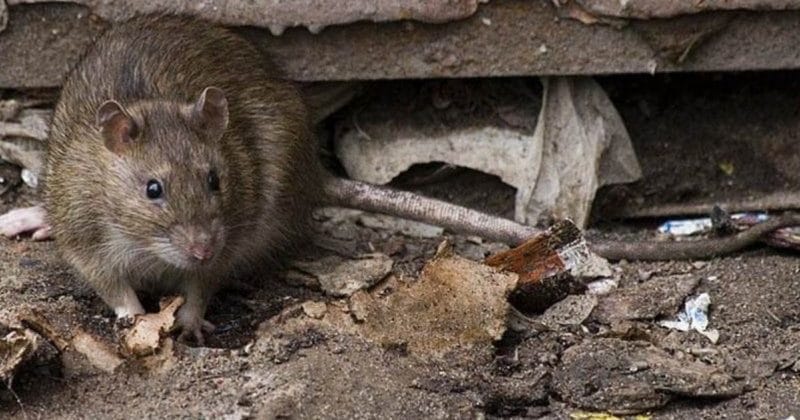 Общество: В Ливерпуле выделят 6 миллионов на борьбу с полчищами крыс