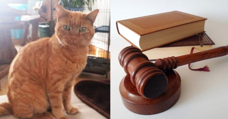 Общество: Абсурдное судебное дело о якобы украденном коте обошлось владельцам в £60 тыс.