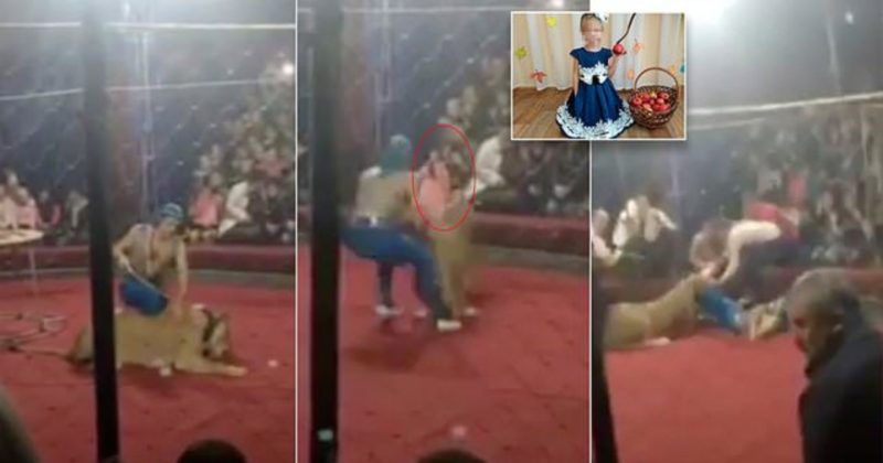 Происшествия: В российском цирке лев порвал сетку арены и набросился на 4-летнюю девочку (видео)
