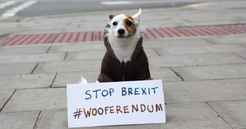 Общество: "Политические" собаки выступят против Brexit в Лондоне