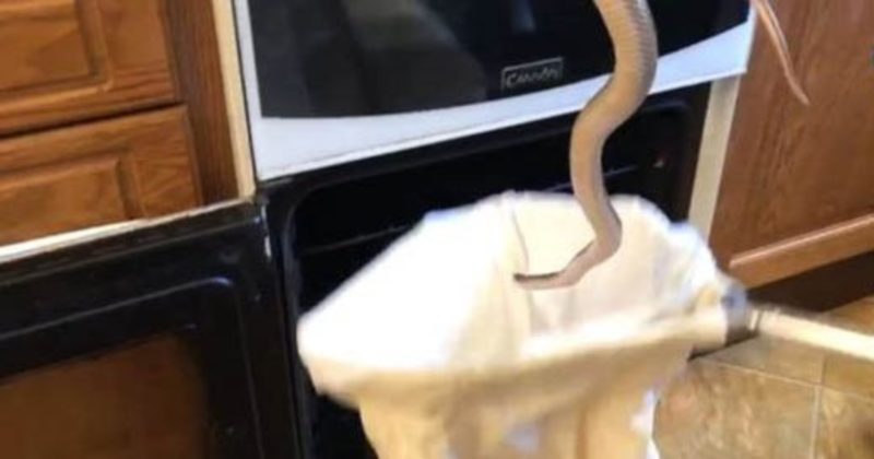Происшествия: Женщина обнаружила в своей духовке метровую змею, когда готовила запеченную картошку