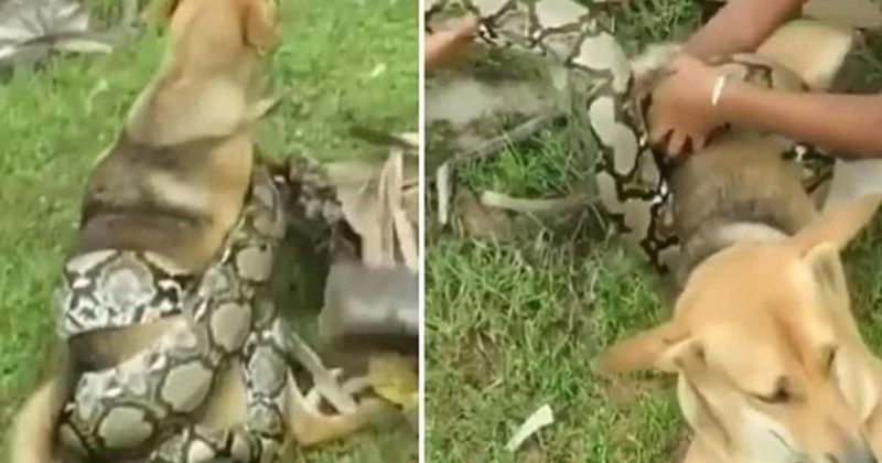 Общество: Маленькие дети отбили свою собаку у душившей ее огромной змеи (видео)