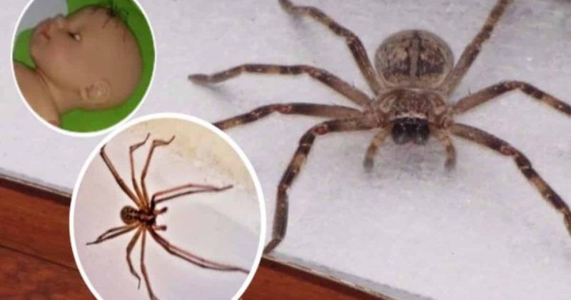 Общество: Простейший трюк позволит отвадить пауков от вашего дома навсегда