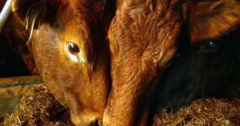 Общество: Впервые за 3 года в Британии зафиксирован случай коровьего бешенства